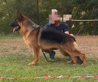 Cucciolo di pastore tedesco