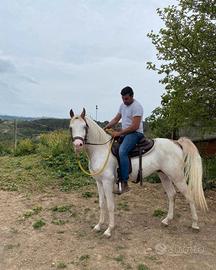 Tolgo puledro maschio