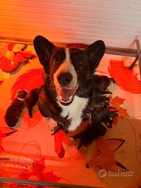 Cuccioli di Welsh corgi cardigan