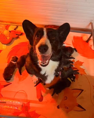 Cuccioli di Welsh corgi cardigan