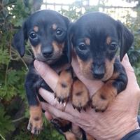 Bassotto nero focato