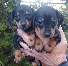 Bassotto nero focato