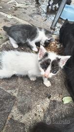 Adotta un gatto