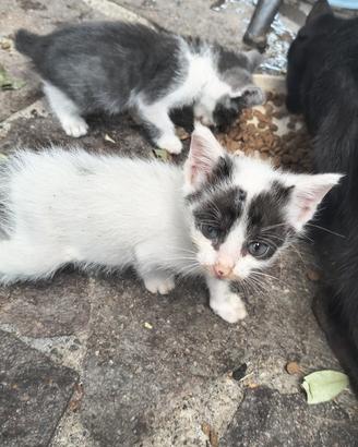Adotta un gatto