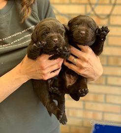 Cucciolo Labrador cioccolato con pedigree