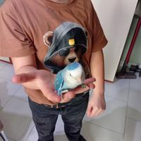 Inseparabile pappagallino addomesticato