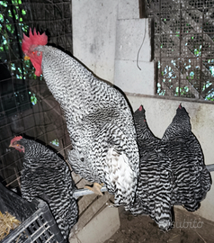 Amrock razza gigante