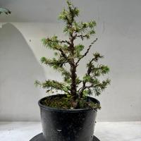 Abete bonsai