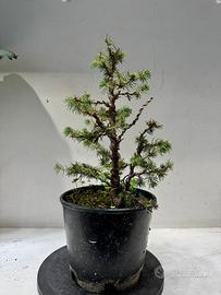 Abete bonsai