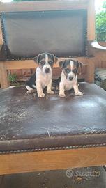 Cuccioli di Jack russell mix