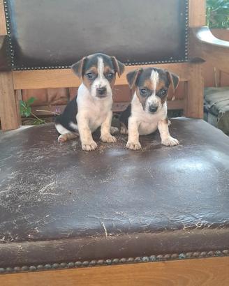 Cuccioli di Jack russell mix