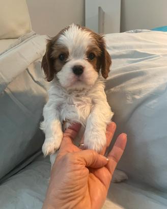 Cavalier King Blenheim