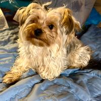 Morkie (maltese/yorkie) maschio di 1 anno