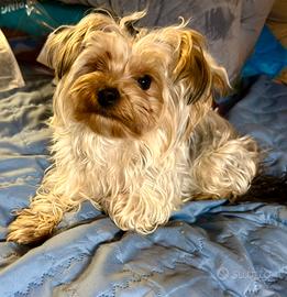 Morkie (maltese/yorkie) maschio di 1 anno