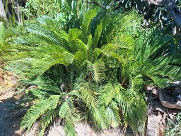 Cycas 