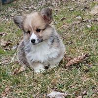 Welsh corgi pembroke