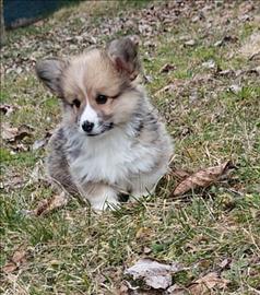 Welsh corgi pembroke