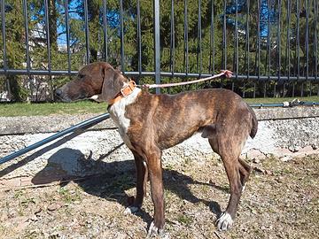 Segugio Maremmano tigrato