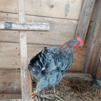 Pulcinotto maschio Marans di 6 mesi