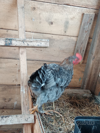 Pulcinotto maschio Marans di 6 mesi