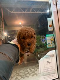 Barboni mini mini toy