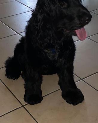 Cedosi cane