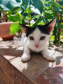 Gattino di pochi mesi