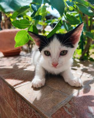 Gattino di pochi mesi