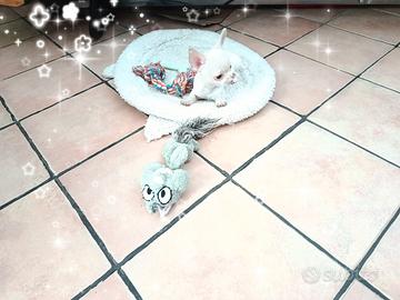 Chihuahua cucciolino di piccola taglia con pedigre