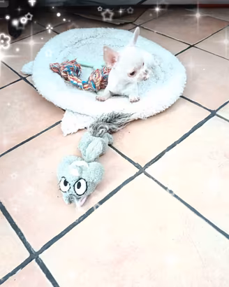 Chihuahua cucciolino di piccola taglia con pedigre