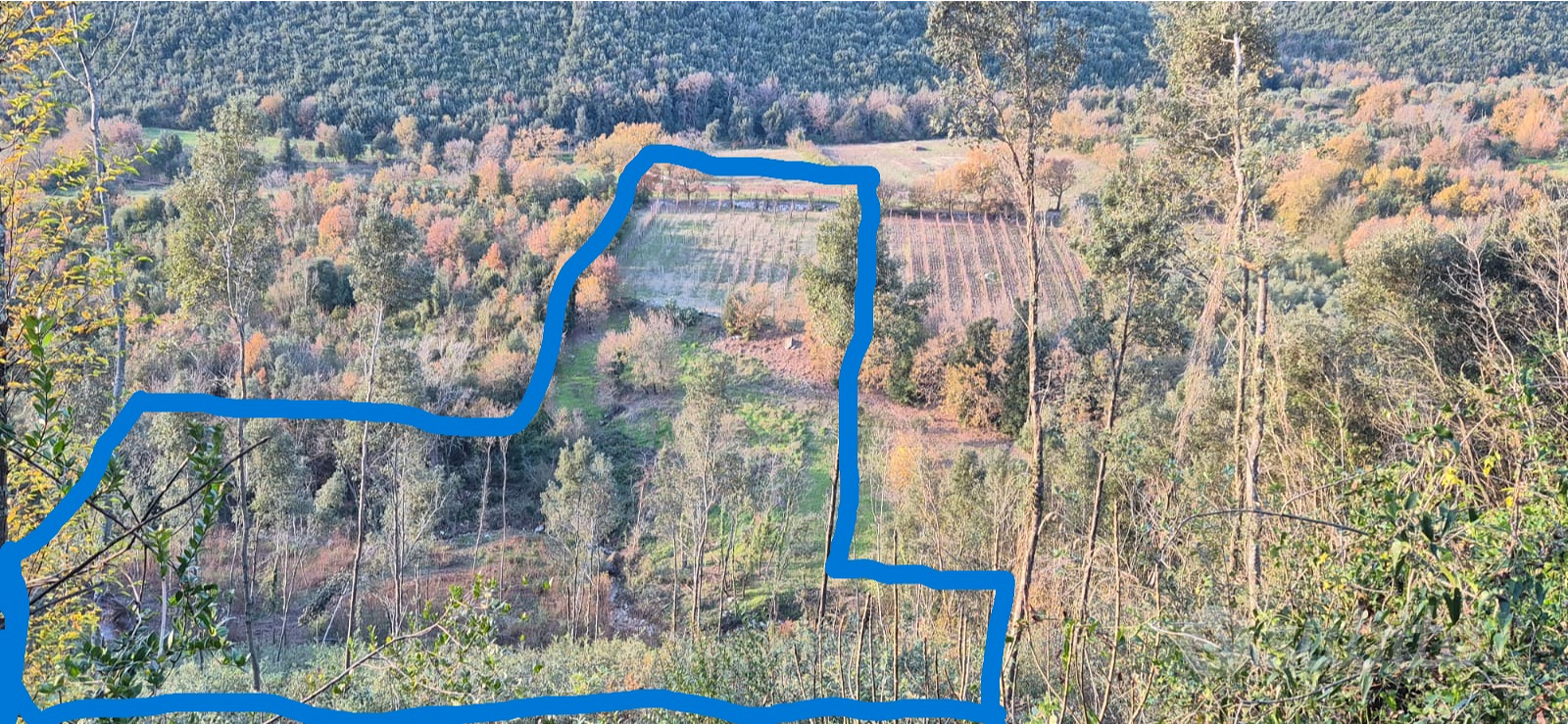 Terreno a vigneto e bosco - Vista 2