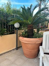 Cycas Revoluta Gigante