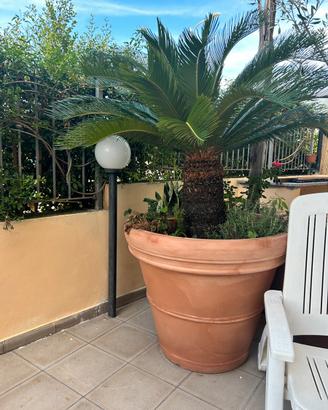 Cycas Revoluta Gigante