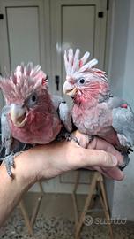 Cacatua rosecapilla baby