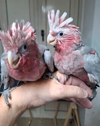 Cacatua rosecapilla baby