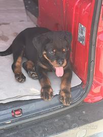 Rottweiler