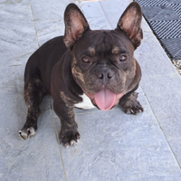 Cuccioli di american bully