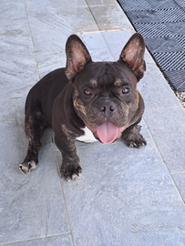 Cuccioli di american bully