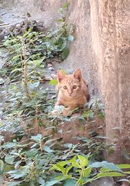 Gattino rosso tigrato abbandonato