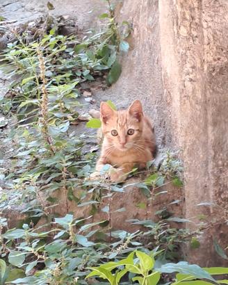Gattino rosso tigrato abbandonato