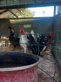 Galline nane giovani