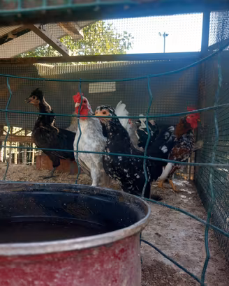 Galline nane giovani