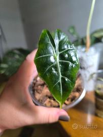 Baby Alocasia Polly