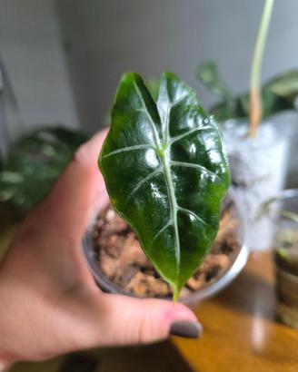 Baby Alocasia Polly