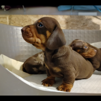 Cuccioli di bassotto cioccolato