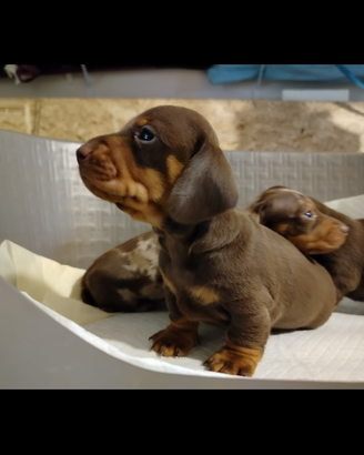 Cuccioli di bassotto cioccolato
