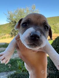 Jack Russel
