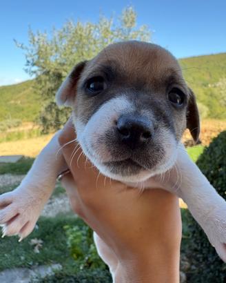 Jack Russel