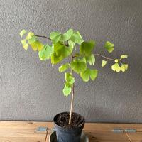 Pianta di Gingko biloba giapponese