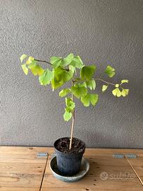 Pianta di Gingko biloba giapponese